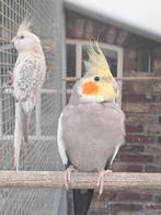 Koppel  Valkparkieten, Dieren en Toebehoren, Meerdere dieren, Parkiet