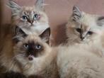 Neva masquerade, Siberische boskat (hypoalergeen), Dieren en Toebehoren, Katten en Kittens | Raskatten | Langhaar, Meerdere dieren