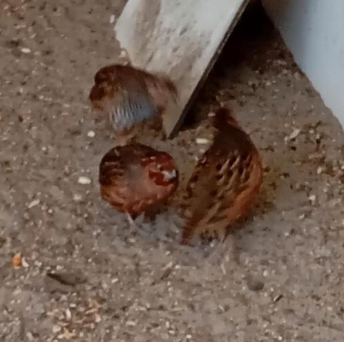 Trio Jungle Bush kwartels. Natuurbroed., Dieren en Toebehoren, Vogels | Overige Vogels, Tropenvogel, Meerdere dieren, Geringd