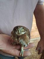 Braziliaanse Dwerguil, Dieren en Toebehoren, Vogels | Overige Vogels, Mannelijk, Tropenvogel, Geringd