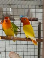 Opaline lutino   jonge vogels, Meerdere dieren, Dwergpapegaai of Agapornis