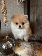 Pomeriaan - pomeranian nog 1 pup  MAG VERHUIZEN, Dieren en Toebehoren, Honden | Poolhonden, Keeshonden en Oertypen, Keeshond, CDV (hondenziekte)