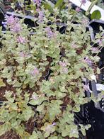 Nepeta laag, Tuin en Terras, Planten | Tuinplanten, Ophalen, Zomer, Overige soorten, Volle zon
