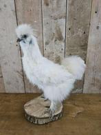 opgezette kip,zijderhoen ``WOONWINKEL RUSTIEK``, Ophalen of Verzenden, Vogel, Opgezet dier