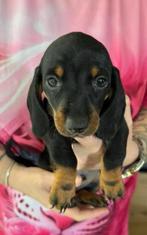 Teckel pup reutje – klaar voor vertrek eind augustus (€950), Dieren en Toebehoren, Honden | Teckels en Dashonden, Reu, 8 tot 15 weken