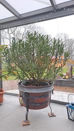 Koperen ketel incl Oleander plant  (3 stuks beschikbaar), Volle zon, Vaste plant, Zomer, Ophalen