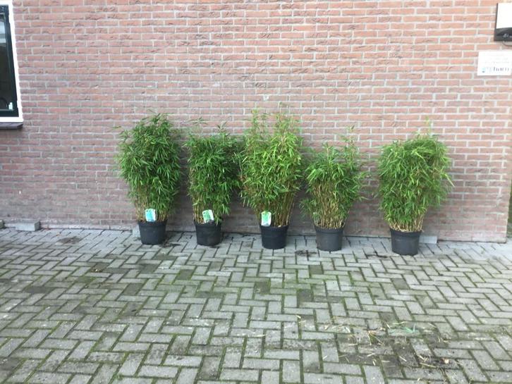 Fargesia Rufa, wintergroene niet woekerende bamboe!, Tuin en Terras, Planten | Tuinplanten, Vaste plant, Overige soorten, Halfschaduw