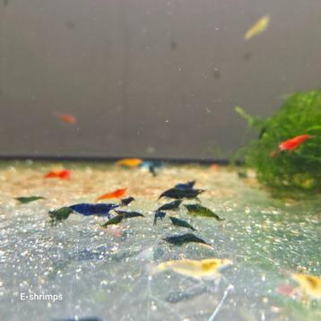 Neocaridina-garnalen mix (culls / uitgeselecteerd)  beschikbaar voor biedingen
