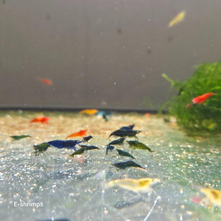 Neocaridina-garnalen mix (culls / uitgeselecteerd), Dieren en Toebehoren, Vissen | Aquariumvissen, Zoetwatervis, Kreeft, Krab of Garnaal