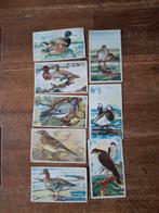 Oude Vogel Prenten - Serie "Hoe heet die Vogel?", Gebruikt, Ophalen of Verzenden, Voor 1940, Dier