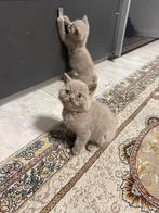 Brithshe Langhaar goed lezen, Ophalen