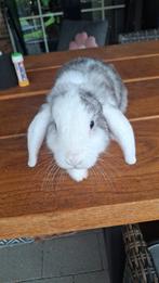 Jong konijn. Rammelaar. Geboren 4 maart . Handtam., Dieren en Toebehoren, Konijnen, Mannelijk, Hangoor, 0 tot 2 jaar