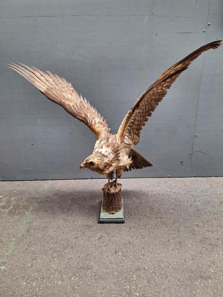 Opgezette Roofvogel, Antiek en Kunst, Kunst | Beelden en Houtsnijwerken, Ophalen