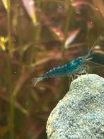 Blue velvet aquarium garnaal, Dieren en Toebehoren, Vissen | Aquariumvissen, Kreeft, Krab of Garnaal