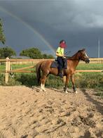 Brave beginnerspony 1,37m, Dieren en Toebehoren, Pony's, Gechipt, Ruin, 11 jaar of ouder, Recreatiepony