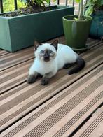 Siamese (siamees) x britse kort haar kittens (kitten kat), Dieren en Toebehoren, Katten en Kittens | Raskatten | Korthaar