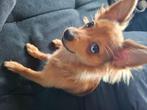 Pomchi puppy, Dieren en Toebehoren, 15 weken tot 1 jaar, Eén hond, Nederland, Particulier