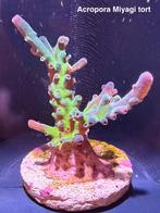 Acropora Miyagi Tort, Overige typen, Zoutwatervis