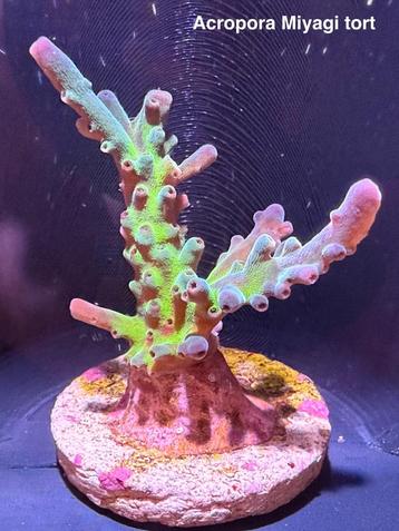 Acropora Miyagi Tort beschikbaar voor biedingen
