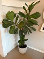 Ficus Lyrata (Vioolplant) 1,8 meter hoog, Ophalen, Ficus, 100 tot 150 cm, Halfschaduw