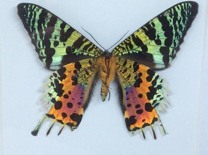 Vlinder urania Ripheus, Verzamelen, Dierenverzamelingen, Nieuw, Opgezet dier, Overige soorten, Ophalen of Verzenden