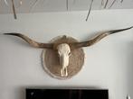 Longhorn XXL schedel, Ophalen, Zo goed als nieuw