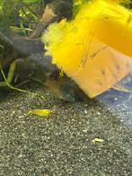 Corydoras venezuela orange babys, Dieren en Toebehoren, Vissen | Aquariumvissen, Vis