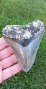 Megalodon fossielen haaientand uit Indonesie haai, Verzamelen, Mineralen en Fossielen, Ophalen of Verzenden, Fossiel