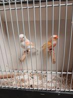 Mooi koppeltje rood mozaïek kanaries, Meerdere dieren, Kleurkanarie