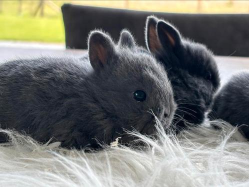 Jonge dwerg konijntjes !, Dieren en Toebehoren, Konijnen, Dwerg, Vrouwelijk