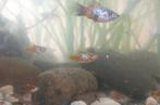 Verschillende kleuren jonge platy's, Dieren en Toebehoren, Vissen | Aquariumvissen, Vis, Zoetwatervis