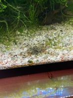 Mini-Japonica garnaal, Kreeft, Krab of Garnaal, Zoetwatervis