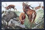 Edelherten zoeken eten in groepsverband, Oilette, Verzenden, Voor 1920, Ongelopen, Wild dier