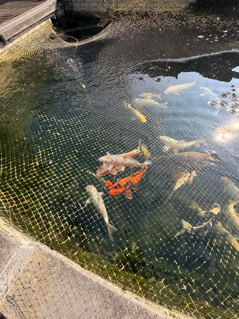 Koi karpers te koop, Dieren en Toebehoren, Vissen | Vijvervissen, Karper of Koi