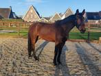 Lieve en talentvolle 2,5 jarige E-pony (KWPN gefokt), Dieren en Toebehoren, Pony's, Met stamboom, Dressuurpony, 3 tot 6 jaar, Onbeleerd