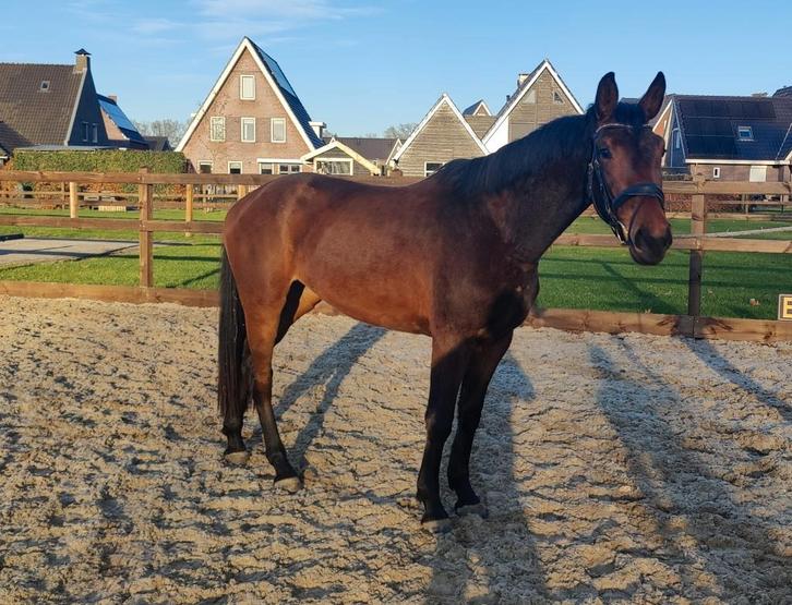 Lieve en talentvolle 2,5 jarige E-pony (KWPN gefokt), Dieren en Toebehoren, Pony's
