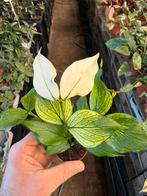 Hoya polyneura - Vissenstaart Hoya in 6 cm pot, Ophalen of Verzenden
