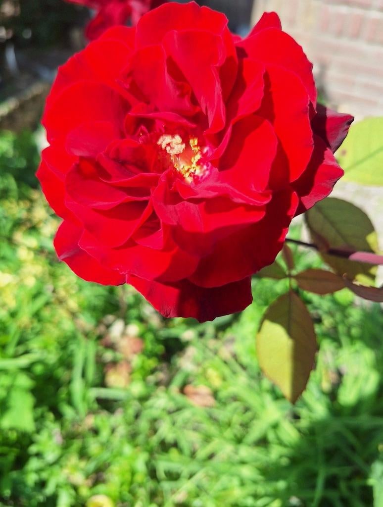 Twee stuk geurende rozen planten, Ophalen, Volle zon