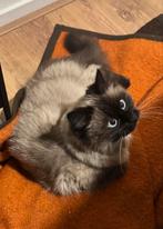 🐾 Verwacht Ragdoll kittens 🐾, Meerdere dieren, Gechipt