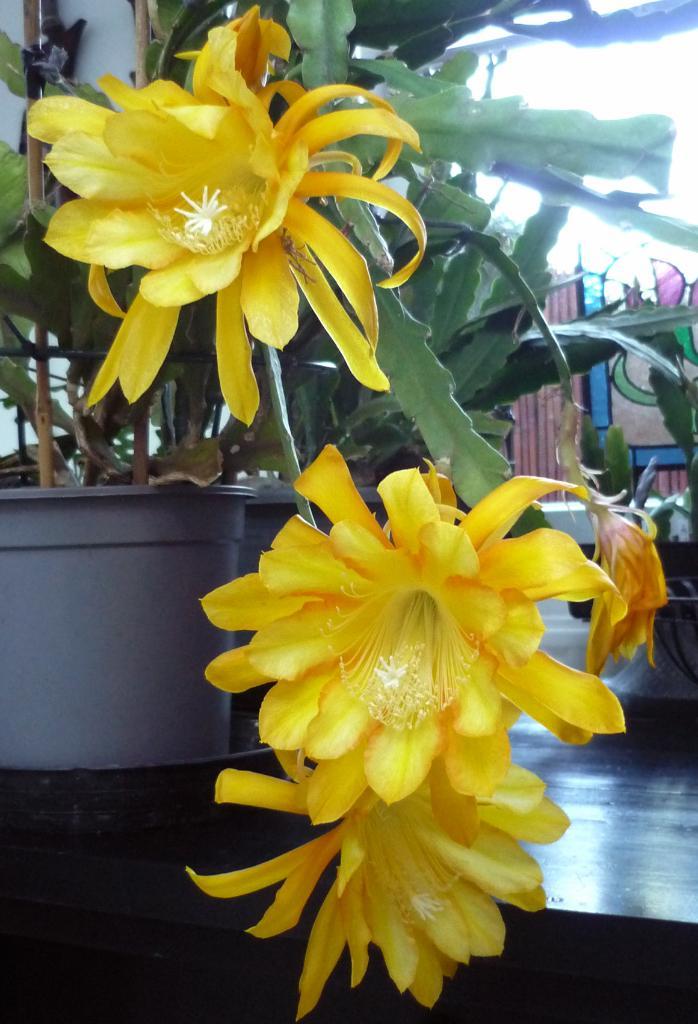 cactus - Epiphyllum GOING BANANAS, Huis en Inrichting, Kamerplanten, Cactus, Minder dan 100 cm, Volle zon, Ophalen of Verzenden