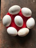 Ganzen eieren, Geslacht onbekend, Gans of Zwaan