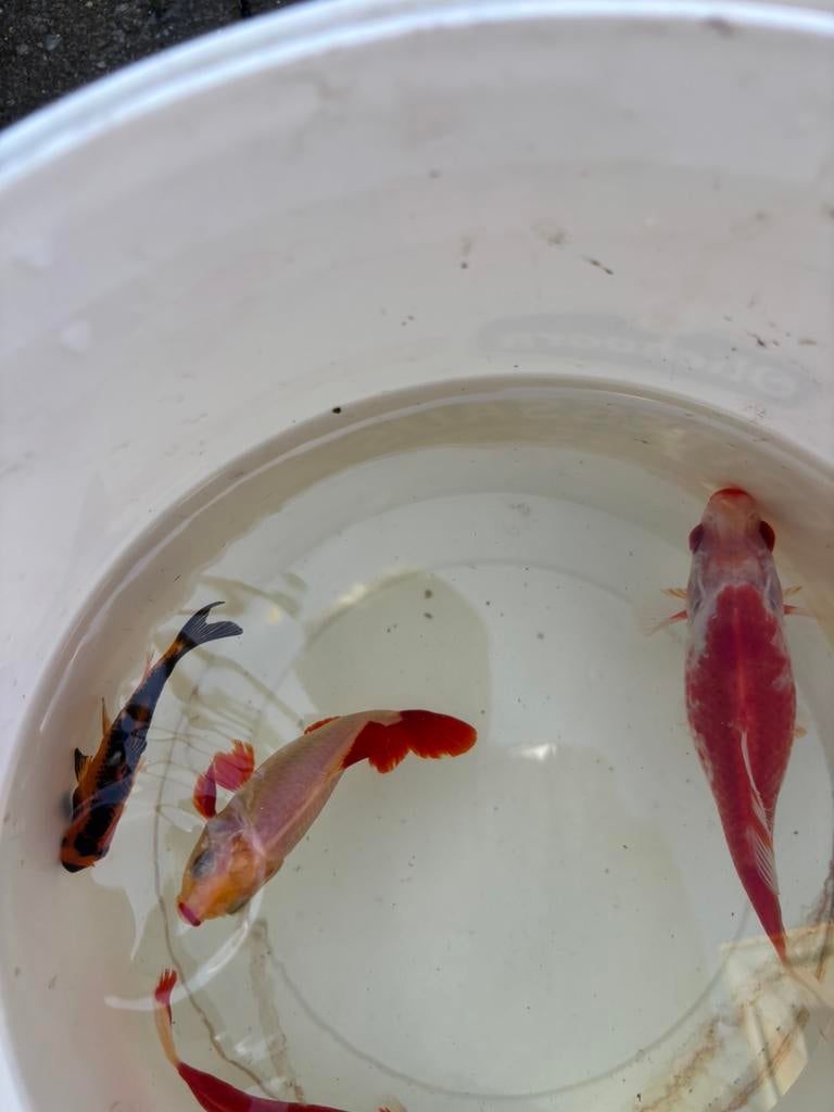 Goudvissen vissen vijver vis aquarium, Dieren en Toebehoren, Vogels | Kanaries, Meerdere dieren, Zangkanarie