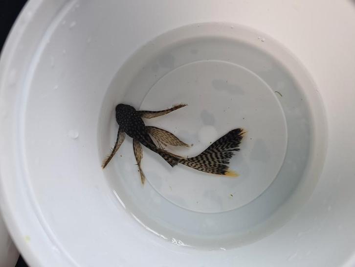 Ancistrus longfin, Dieren en Toebehoren, Vissen | Aquariumvissen, Zoetwatervis, Vis