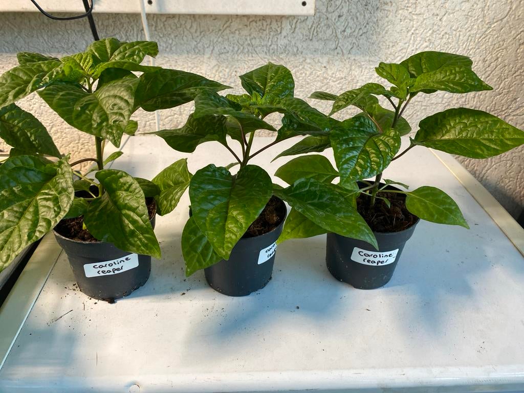 Carolina Reaper  - Extreem Heet!, Tuin en Terras, Planten | Tuinplanten, Ophalen, Volle zon, Zomer, Groenteplanten