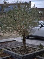 Olijfboom, Bloeit niet, 100 tot 250 cm, Olijfboom, Ophalen