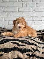 Maltipoo pups, maltezer x toy poedel, abrikoos, Dieren en Toebehoren, Honden | Chihuahua's en Gezelschapshonden, Parvo, Nederland