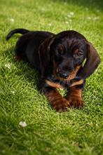 Zeer mooie teckel, tekkel, pups, pup, Zoeken goed huisje., Dieren en Toebehoren, Parvo, Standaard, 8 tot 15 weken, Korthaar