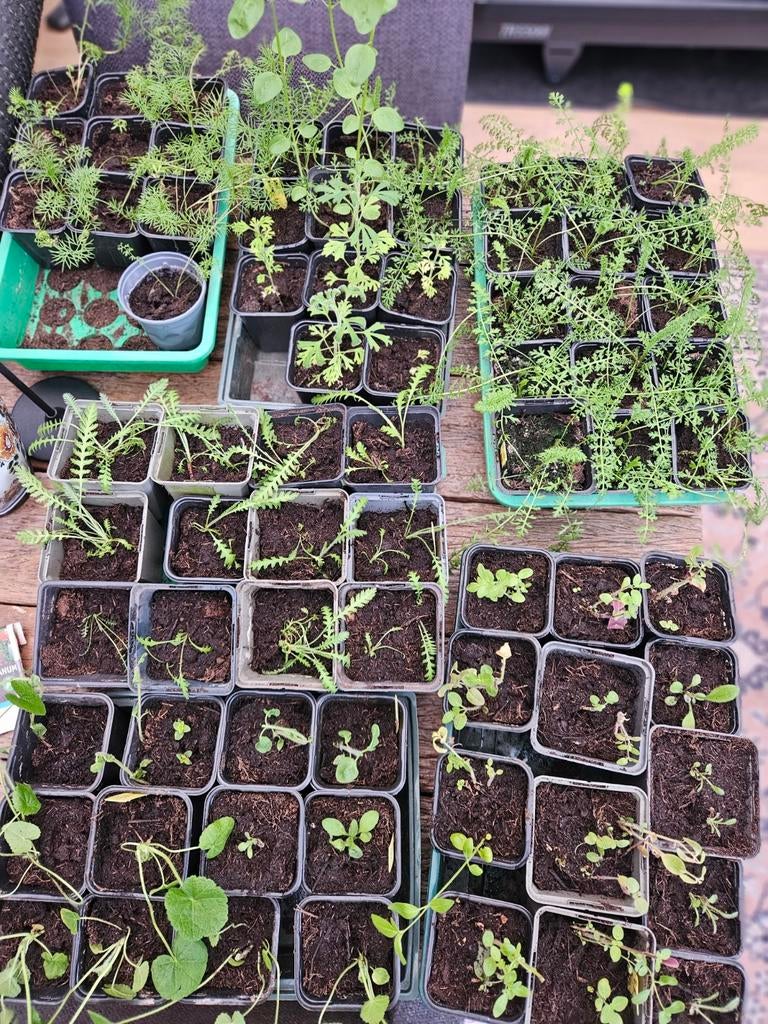 Pluktuin Startpakket: Dahlia, Cosmea, Zinnia & meer, Volle zon, Eenjarig, Zomer, Ophalen