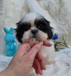Shih tzu puppys blauw & zwart, Dieren en Toebehoren, 8 tot 15 weken, Parvo, Meerdere, Meerdere dieren