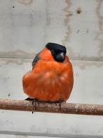Noorse Goudvinken, Dieren en Toebehoren, Mannelijk, Bastaard